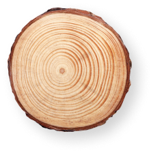 Термолиственница