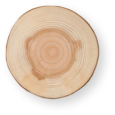 Ангарская сосна